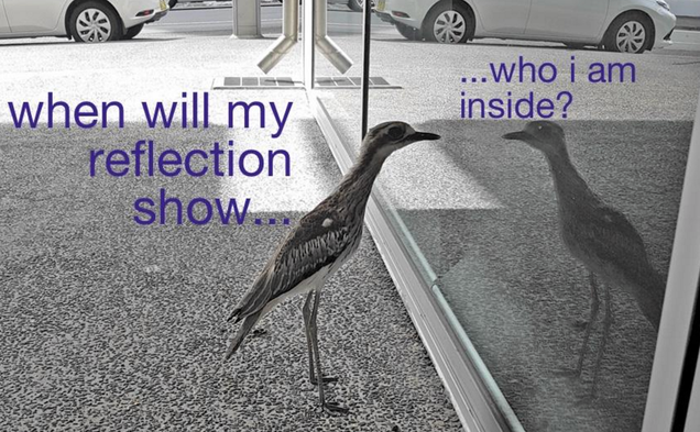 Illustration for article titled Why Scientists Think This Silly-Ass Bird Can't Stop Looking at Its Reflection